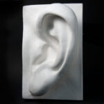 Гипсовая модель "Ухо"