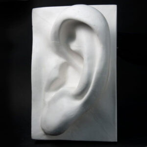 Гипсовая модель "Ухо"