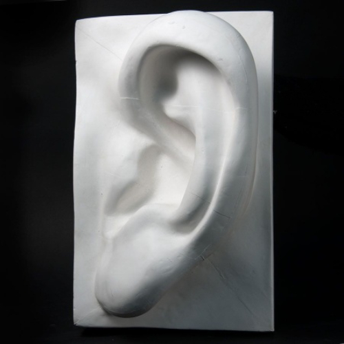 Гипсовая модель "Ухо" Гипсовая модель "Ухо"
