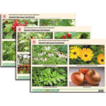 Комплект таблиц по ботанике раздат. "Многообразие растений. Лекарственные и ядовитые" (16 шт.,А4,лам)