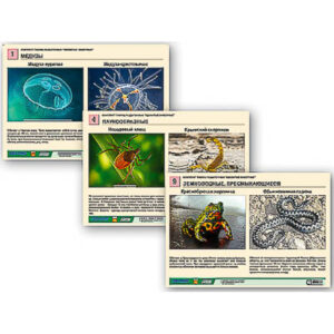 Комплект таблиц раздаточных "Ядовитые животные" (цвет., лам., А4, 9 шт.)