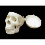 Модель "Череп человека"