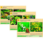 Гербарий фотографический "Ядовитые растения"