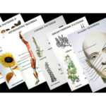 Таблицы по природоведению 1-3 кл. (46 шт, ф. А2)