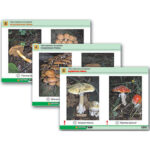 Комплект таблиц раздат. "Грибы съедобные и несъедобные" (цвет., лам., А4, 8 шт.)