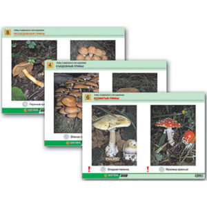 Комплект таблиц раздат. "Грибы съедобные и несъедобные" (цвет., лам., А4, 8 шт.)