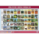 Таблица демонстрационная "Почвы, растения и животные природных зон" (винил 100x140)