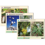 Гербарий фотографический "Сельскохозяйственные растения мира"