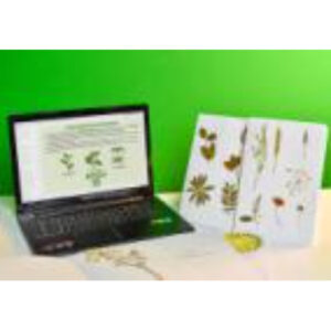 Гербарий натурально-интерактивный "Морфология растений"