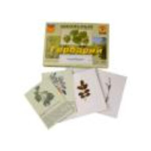 Гербарий "Деревья и кустарники" (22 вида, с иллюстрациями)