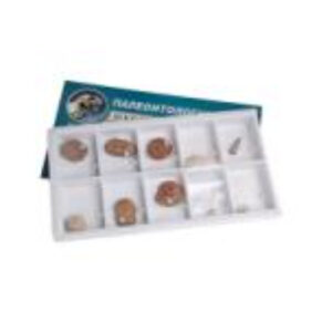 Коллекция "Палеонтологическая" (форма сохранности ископаемых растений и животных)