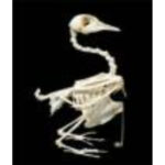 Скелет голубя