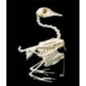 Скелет голубя