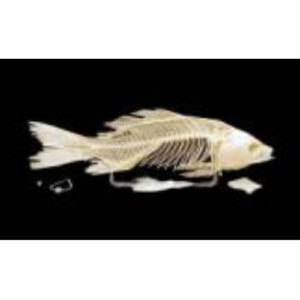 Скелет костистой рыбы