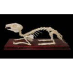 Скелет кролика