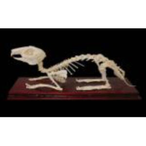 Скелет кролика