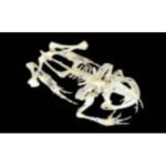 Скелет лягушки