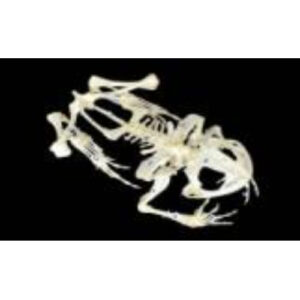 Скелет лягушки