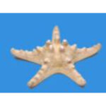 Сухой препарат "Звезда морская"