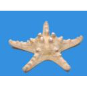 Сухой препарат "Звезда морская"