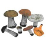 Набор муляжей грибов