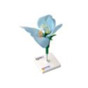 Модель цветка гороха