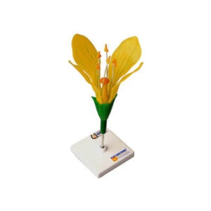 Модель цветка капусты