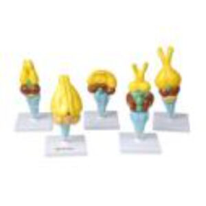 Комплект моделей строения мозга позвоночных