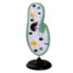 Модель инфузории-туфельки