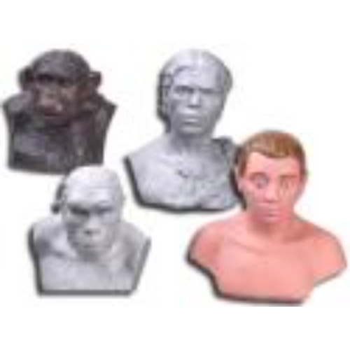 Комплект палеонтологических моделей "Происхождение человека" Комплект палеонтологических моделей "Происхождение человека"