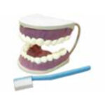 Модель "Гигиена зубов"