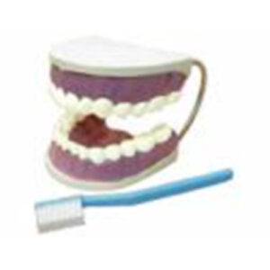 Модель "Гигиена зубов"