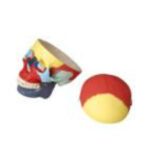 Модель "Череп человека с раскрашенными костями"