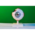 Модель глаза