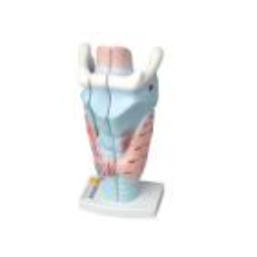 Модель гортани в разрезе Модель гортани в разрезе