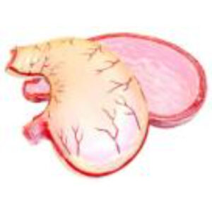 Модель желудка в разрезе