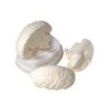 Модель мозга в разрезе