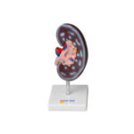 Модель почки в разрезе