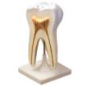 Модель строения зуба