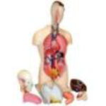 Торс человека разборный (42 см.)