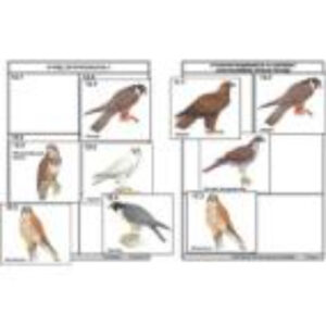 Комплект дидактических карточек: "Систематика и экология птиц" (95 шт., цвет., лам.)