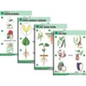 Комплект таблиц по биологии дем. "Ботаника 2" (18 табл., формат А1, лам.)