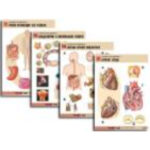 Комплект таблиц по биологии дем. "Человек и его здоровье 1" (20 табл., формат А1, лам.)