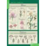 Таблицы демонстрационные "Биология 6 класс. Растения, грибы, лишайники"