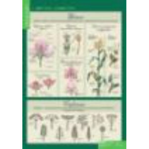 Таблицы демонстрационные "Биология 6 класс. Растения, грибы, лишайники"