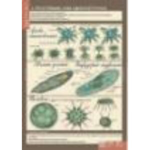 Таблицы демонстрационные "Биология 7 класс. Животные"