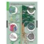 Таблицы демонстрационные "Растение - живой организм"