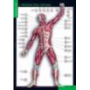 Таблицы демонстрационные "Строение тела человека"