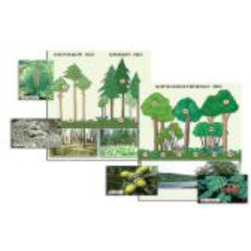 Гербарий фотографический "Растительные сообщества. Лес" (раздаточный) Гербарий фотографический "Растительные сообщества. Лес" (раздаточный)