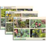 Комплект таблиц по ботанике раздат. "Многообразие растений. Водные и прибрежные" (16 шт., А4, лам)